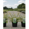 SALIX integra HAKURO-NISHIKI En pot de 4-5 litres