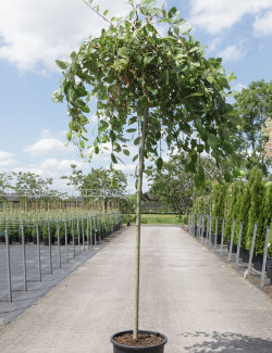 SALIX caprea PENDULA En pot de 25-30 litres forme tige hauteur du tronc 180-200 cm