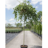 SALIX caprea PENDULA En pot de 25-30 litres forme tige hauteur du tronc 180-200 cm