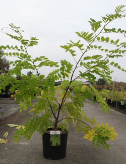 ROBINIA pseudoacacia FRISIA En pot 10-12 litres