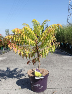 RHUS typhina TIGER EYES En pot de 10-12 litres
