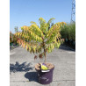 RHUS typhina TIGER EYES En pot de 10-12 litres
