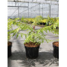 RHUS typhina TIGER EYES En pot de 4-5 litres
