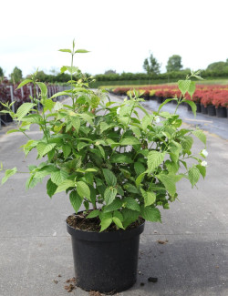 RHODOTYPOS scandens En pot de 10-12 litres