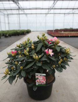 RHODODENDRON PERCY WISEMAN En pot de 15-20 litres