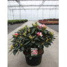 RHODODENDRON PERCY WISEMAN En pot de 15-20 litres