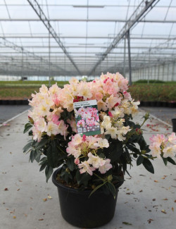 RHODODENDRON PERCY WISEMAN En pot de 15-20 litres
