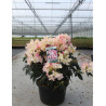 RHODODENDRON PERCY WISEMAN En pot de 15-20 litres