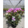 RHODODENDRON ponticum VARIEGATUM En pot de 7-10 litres
