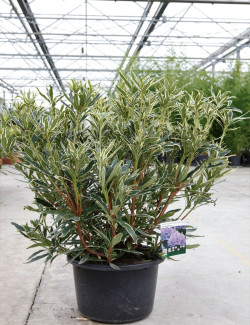 RHODODENDRON ponticum VARIEGATUM En pot de 15-20 litres