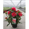 RHODODENDRON WILGENS RUBY En pot de 7-10 litres