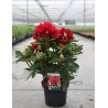 RHODODENDRON RED JACK En pot de 7-10 litres