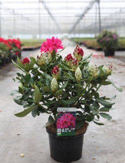 RHODODENDRON NOVA ZEMBLA En pot de 7-10 litres