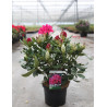 RHODODENDRON NOVA ZEMBLA En pot de 7-10 litres