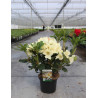 RHODODENDRON HORIZON MONARCH En pot de 7-10 litres