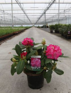 RHODODENDRON GERMANIA En pot de 4-5 litres