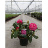 RHODODENDRON GERMANIA En pot de 4-5 litres