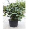 RHODODENDRON GERMANIA En pot de 15-20 litres