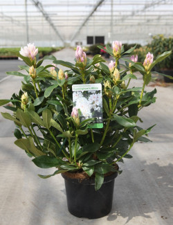 RHODODENDRON CUNNINGHAM'S WHITE En pot de 10-12 litres