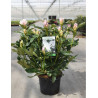 RHODODENDRON CUNNINGHAM'S WHITE En pot de 10-12 litres