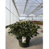 RHODODENDRON CUNNINGHAM'S WHITE En pot de 15-20 litres