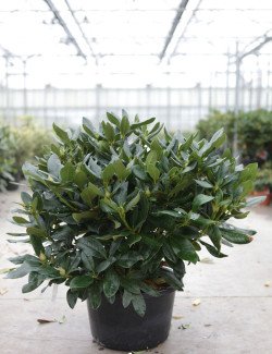RHODODENDRON CUNNINGHAM'S WHITE En pot de 20-25 litres