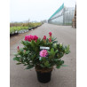RHODODENDRON COSMOPOLITAN En pot de 7-10 litres