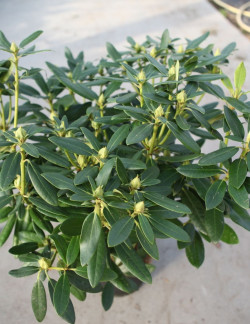 RHODODENDRON CATAWBIENSE GRANDIFLORUM