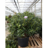 RHODODENDRON CATAWBIENSE GRANDIFLORUM En pot de 35-50 litres