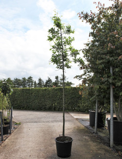 QUERCUS palustris En pot de 35-50 litres forme tige hauteur du tronc 180-200 cm