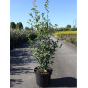 QUERCUS ilex En pot de 10-12 litres