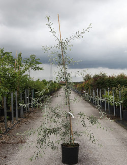 PYRUS salicifolia PENDULA En pot de 15-20 litres forme baliveau