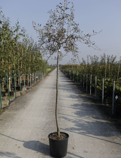 PYRUS salicifolia PENDULA En pot de 15-20 litres forme tige hauteur du tronc 110-130 cm