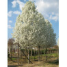 PYRUS calleryana CHANTICLEER