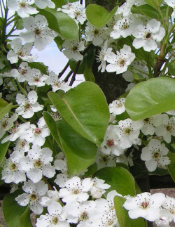 PYRUS calleryana CHANTICLEER