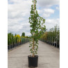 PYRUS calleryana CHANTICLEER En pot de 15-20 litres forme baliveau