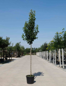 PYRUS calleryana CHANTICLEER En pot de 25-30 litres forme tige hauteur du tronc 180-200 cm