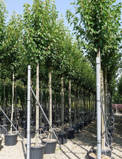 PYRUS calleryana CHANTICLEER En pot de 35-50 litres forme tige hauteur du tronc 180-200