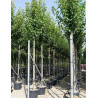 PYRUS calleryana CHANTICLEER En pot de 35-50 litres forme tige hauteur du tronc 180-200