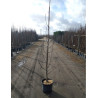 PYRUS calleryana CHANTICLEER En pot de 15-20 litres forme baliveau
