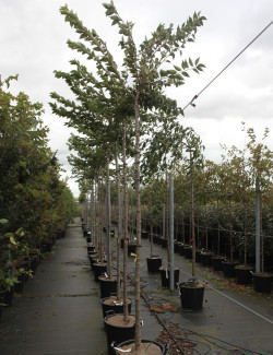 PRUNUS subhirtella AUTUMNALIS ROSEA En pot de 30-35 litres forme tige hauteur du tronc 180-200 cm