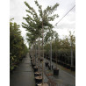 PRUNUS subhirtella AUTUMNALIS ROSEA En pot de 30-35 litres forme tige hauteur du tronc 180-200 cm