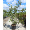 PRUNUS subhirtella AUTUMNALIS ROSEA En pot de 70-90 litres forme cépée