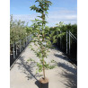 PRUNUS serrulata SUNSET BOULEVARD En pot de 12-15 litres forme baliveau