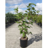 PRUNUS serrulata SUNSET BOULEVARD En pot de 12-15 litres
