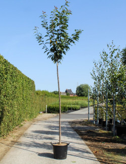PRUNUS serrulata KANZAN En pot de 35-50 litres forme tige hauteur du tronc 180-200 cm