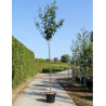 PRUNUS serrulata KANZAN En pot de 35-50 litres forme tige hauteur du tronc 180-200 cm