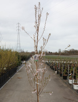 PRUNUS pandora En pot de 12-15 litres forme baliveau