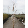 PRUNUS pandora En pot de 12-15 litres forme baliveau