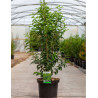 PRUNUS lusitanica ANGUSTIFOLIA En pot de 10-12 litres